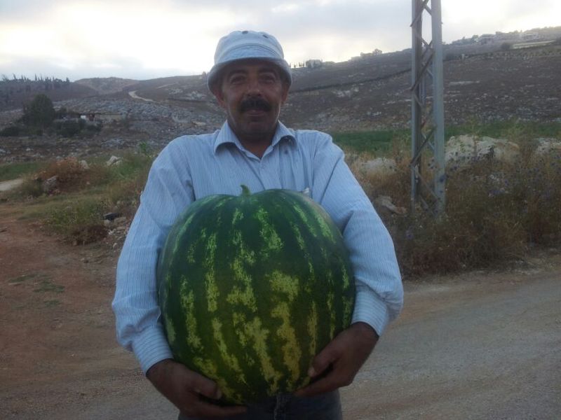 المعلم سمير حاملاً البطيخة الخيامية العملاقة