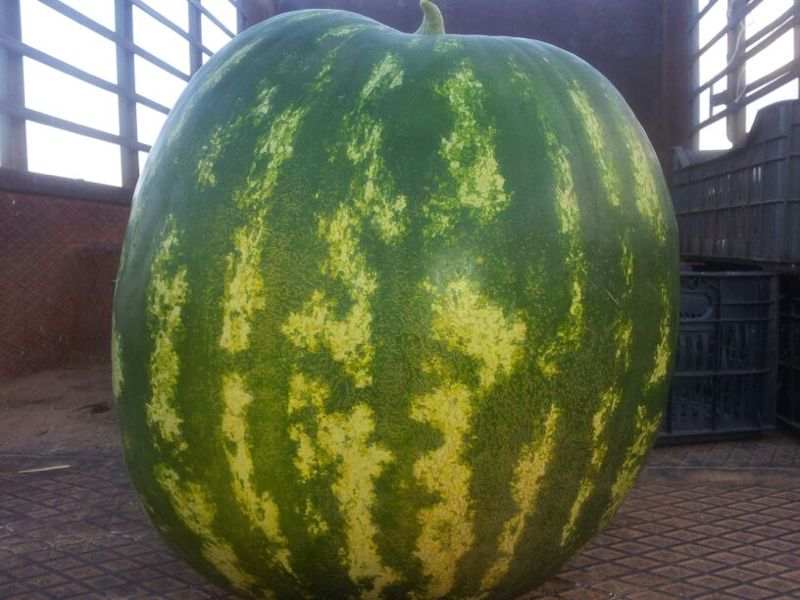 البطيخة خلال نقلها قبل توضيبها