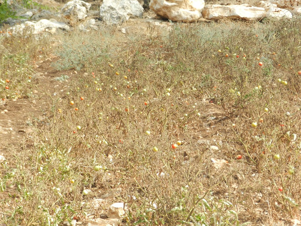 شتول وثمار بندورة عترت - باسل-ابو-حمدان