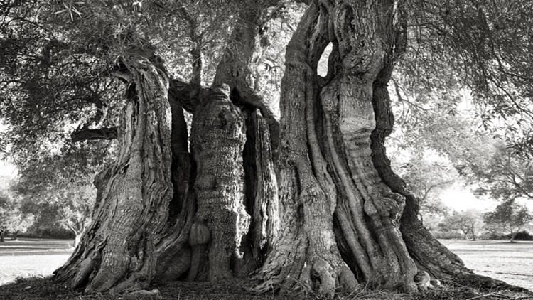 أقدم الأشجار في العالم