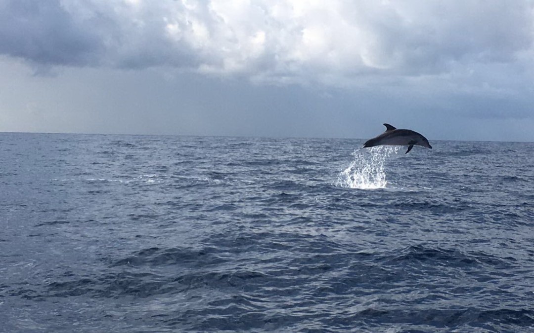 دلافين تلهو غير بعيد عن الشاطىء اللبناني