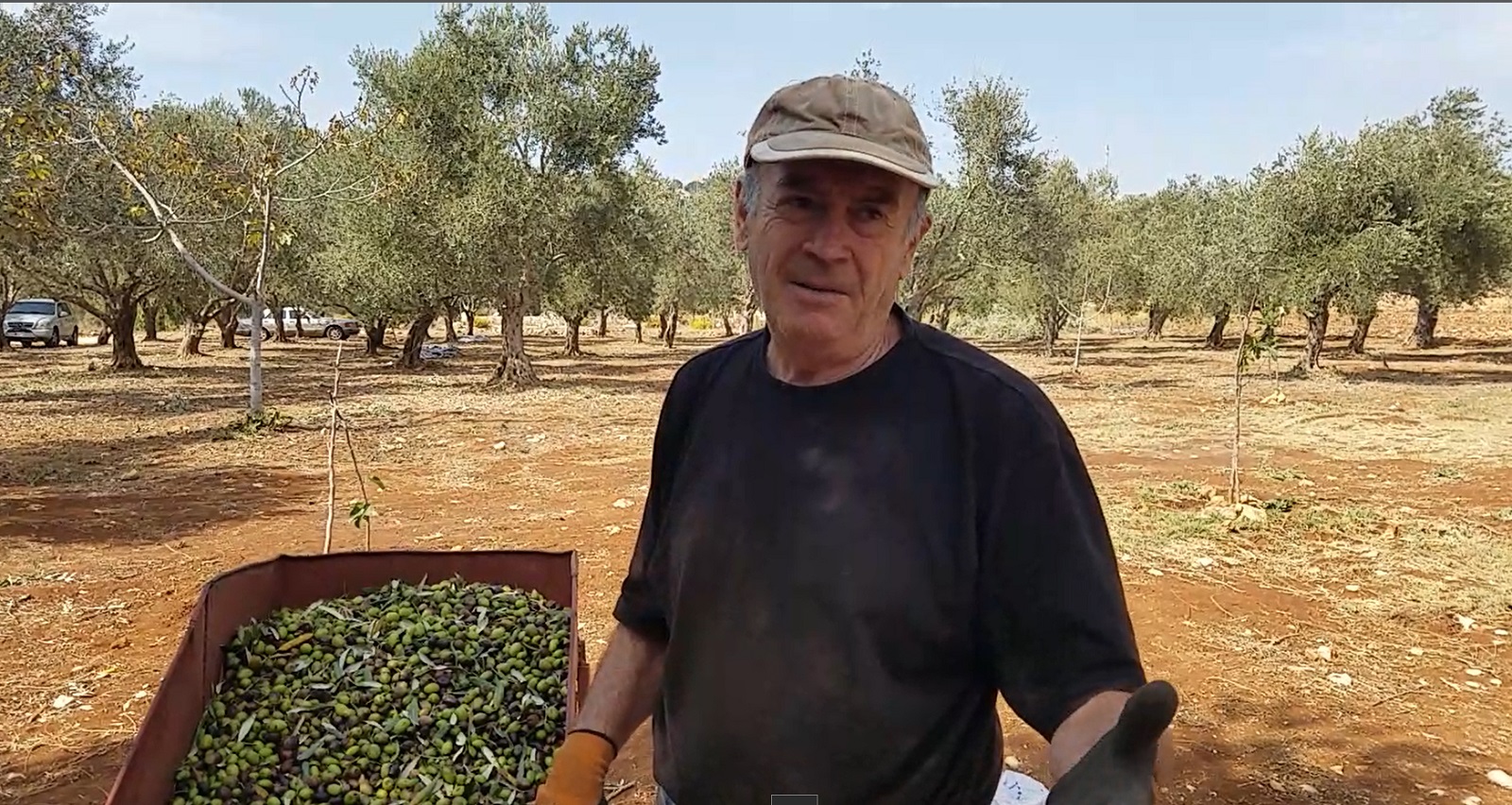 أبو شادي سهيل سويد هو نموذج حي عن أبناء الخيام الذين تربطهم مع شجرة الزيتون علاقة وجدانية