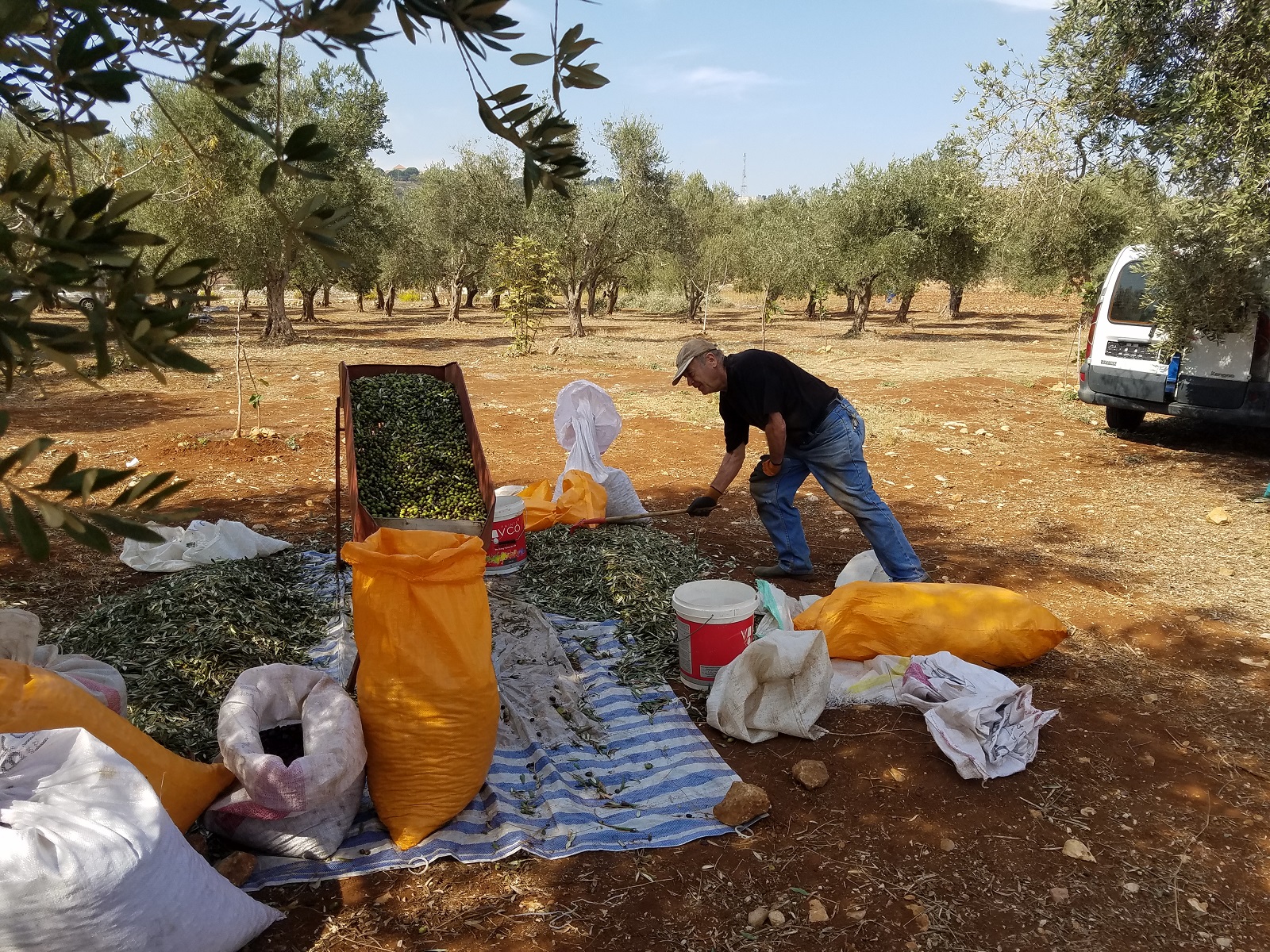 سهيل سويد يشرف بنفسه على الأشغال من القطاف وصولاً إلى المعصرة ليحصل على زيت عضوي بالجودة التي يطمح إليها