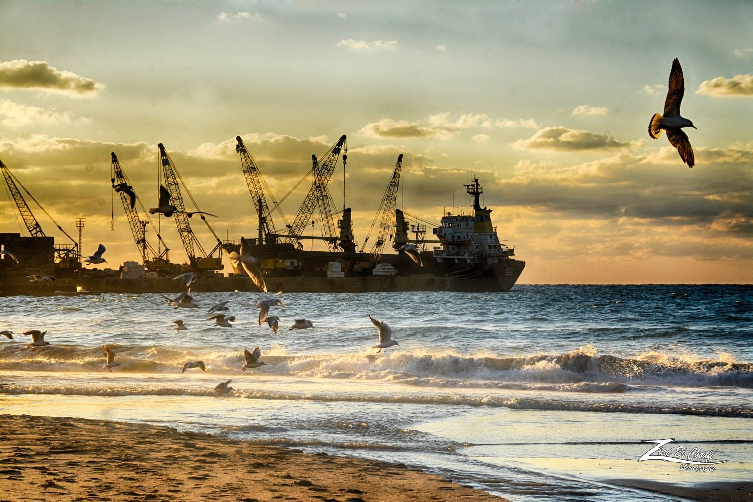 طييور النورس تقتات من البقايا والفضلات ولأسماك على الشواطئ، وهي صديقة للبيئة (زياد الشوفي)