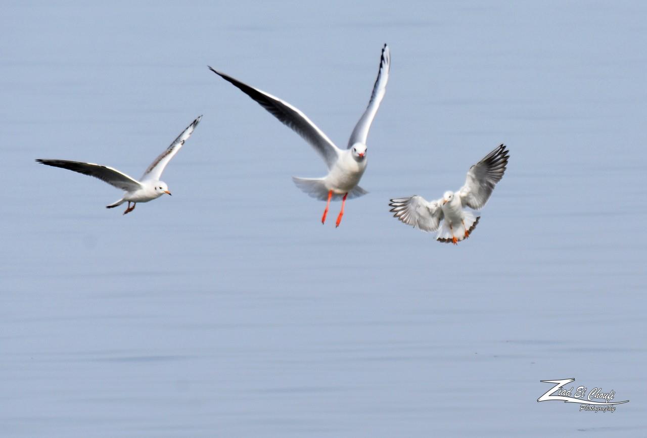 في لبنان، تبقى بعيدة.. الانسان من ألدّ أعدائها ولا تأمن شرّه (زياد الشوفي)