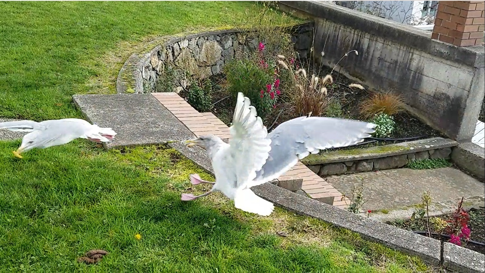 في الخارج تقترب من الإنسان (كالقطط) سعياً وراء قوتها