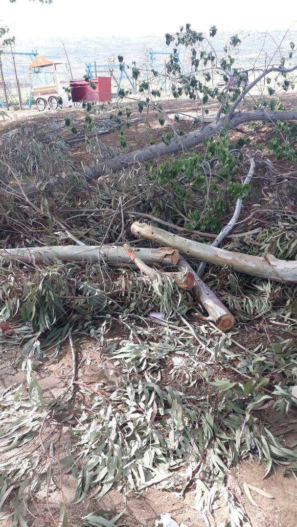 أغصان أشجار مقطعة بمحيط الدردارة.. تحدّث عنها الناشطون