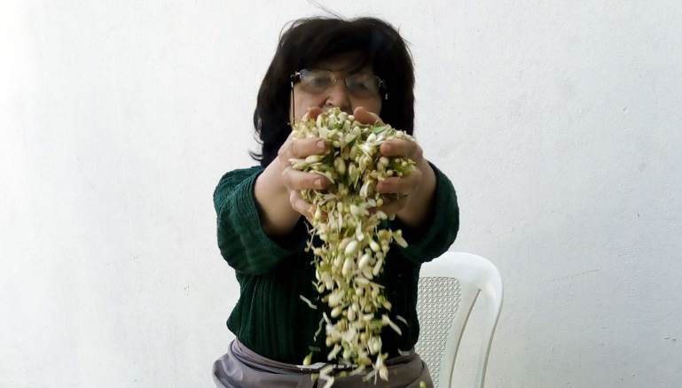 مغدوشة عاصمة ماء زهر البوصفير يشكل زهر البوصفير جزءاً مهماً من اقتصاد البلدة (خالد الغربي)