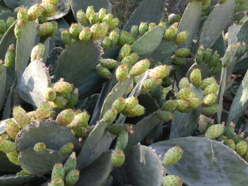 صبار نجا من المرض في الماري-طارق ابو حمدان