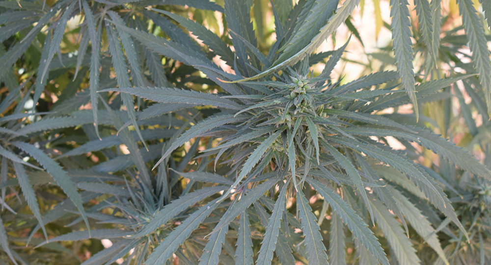 نبتة الحشيشة