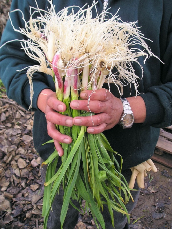 الثوم الاخضر