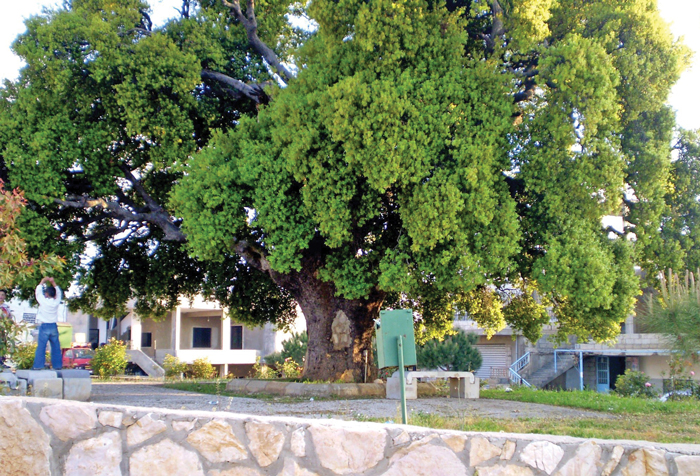 سنديانة الضيعة