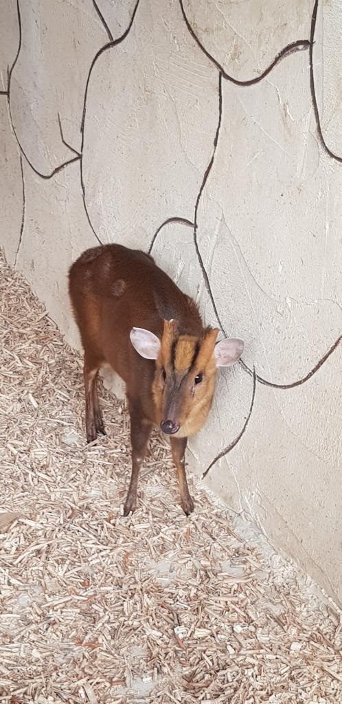 غزال من مزرعة الحيوانات