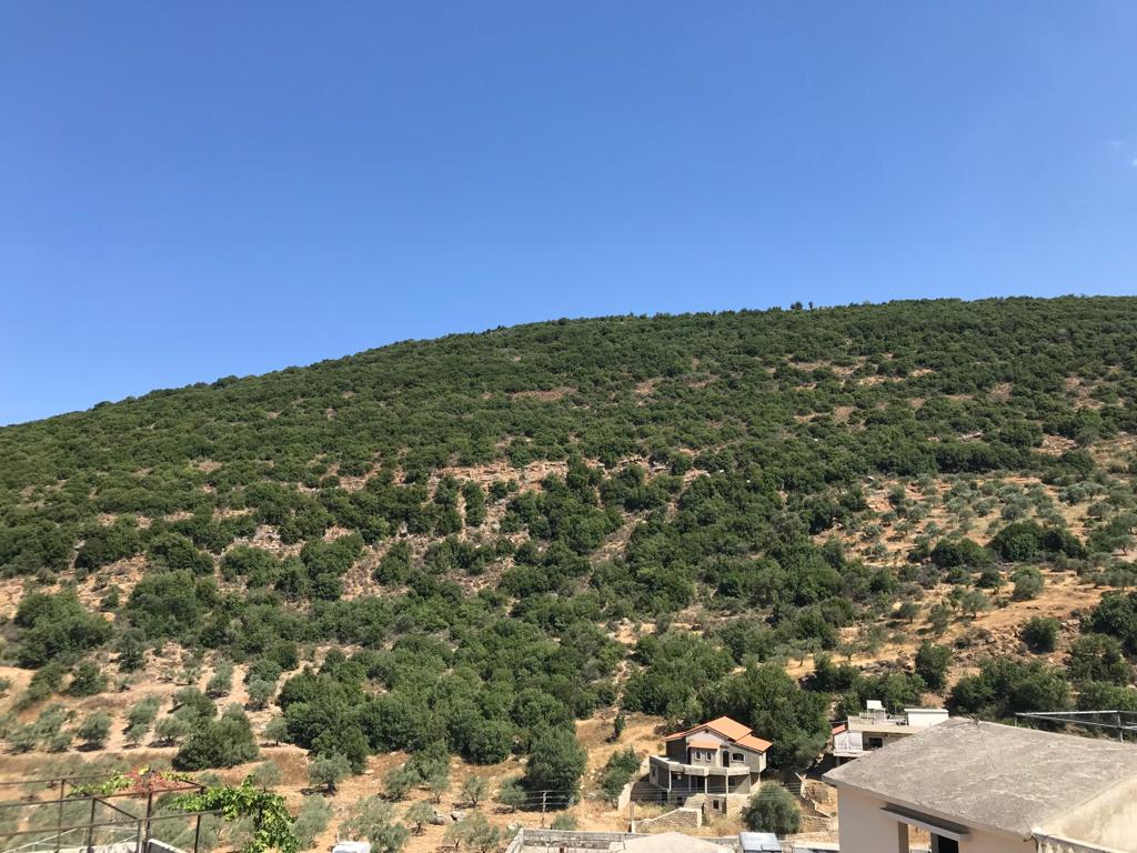 الثروة الحرجية لبلدة الفرديس