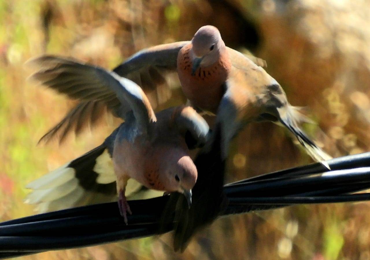 تصوير ميشال حلاق.