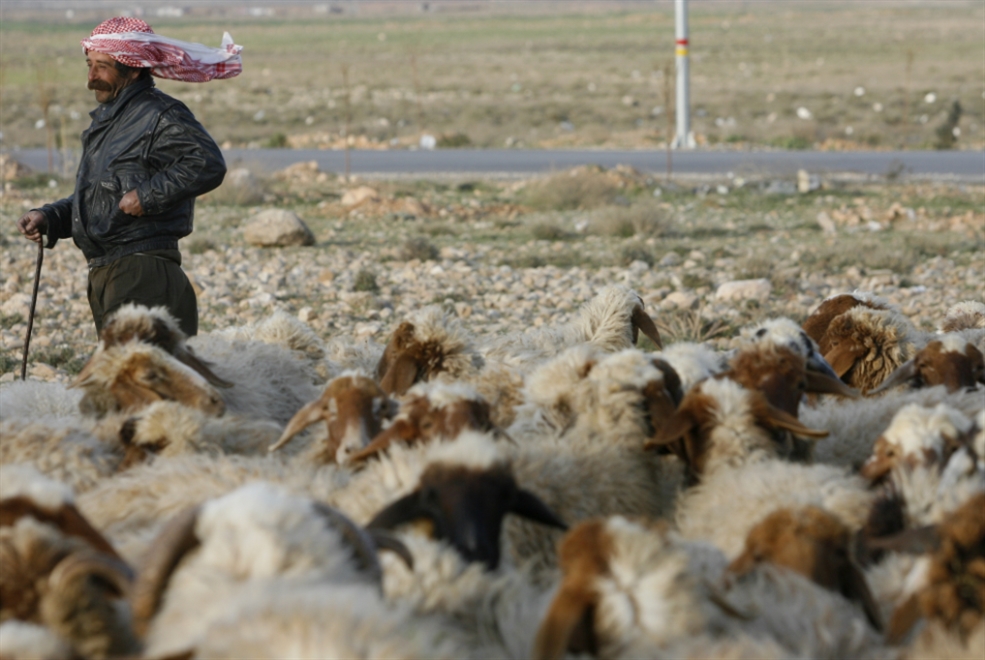 كيلو البقر بـ 35 ألفاً والغنم بـ 40 ألفاً بدءاً من منتصف الجاري: اللحم المدعوم يأكله التجار أم المسـتهلكون؟ (مروان طحطح)