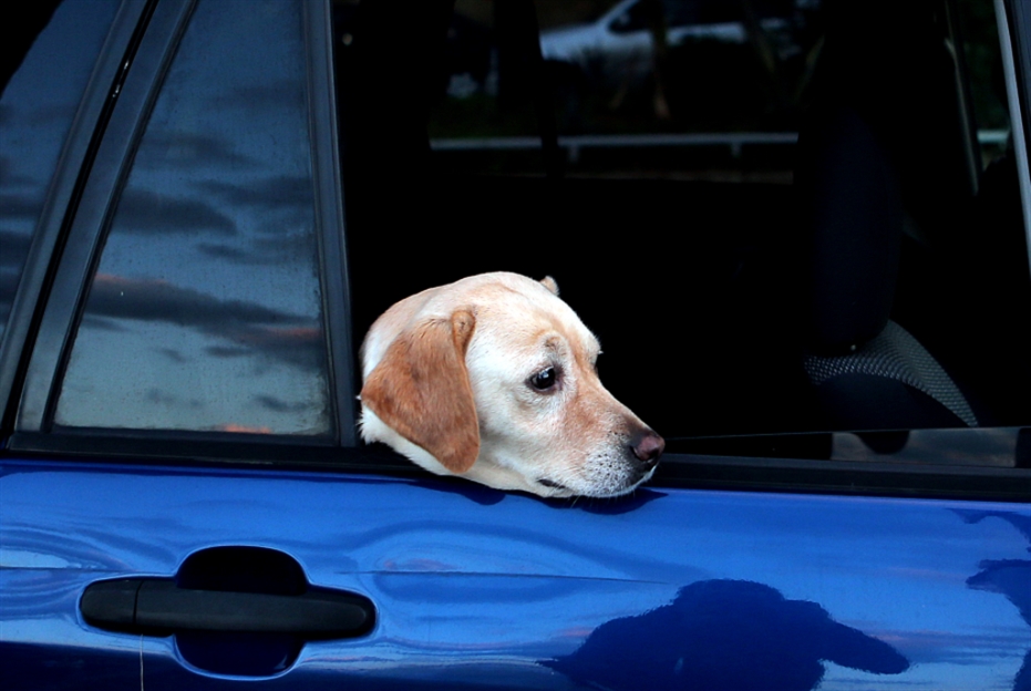 تأمين إطعام كلب يكلّف ما يوازي الحد الأدنى للأجور! (هيثم الموسوي)