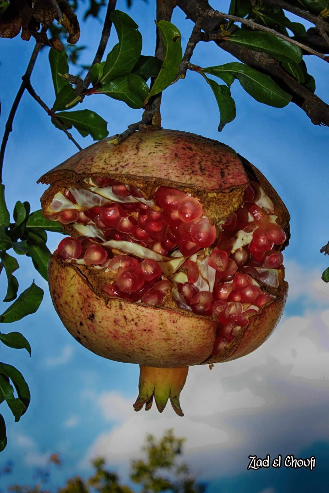 بس يكونو أسنانك ذهب  ما تستحي تبينهم