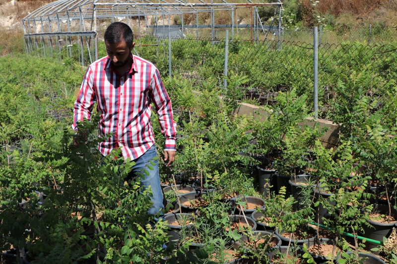 الاهتمام بالمشاتل الزراعية