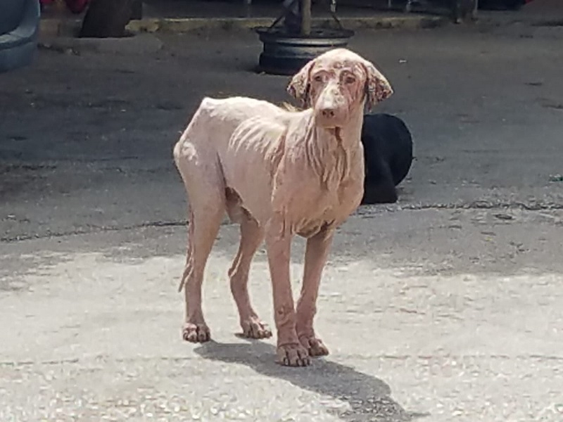 كلب مسكين، مصاب بالجرب، لن يجد من يعالج أمره طالما أنه في الخيام في عهد البلدية الحالية