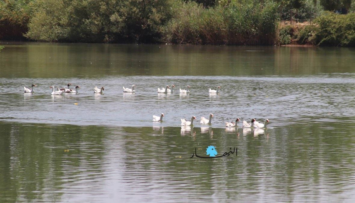 من محمية تعنايل