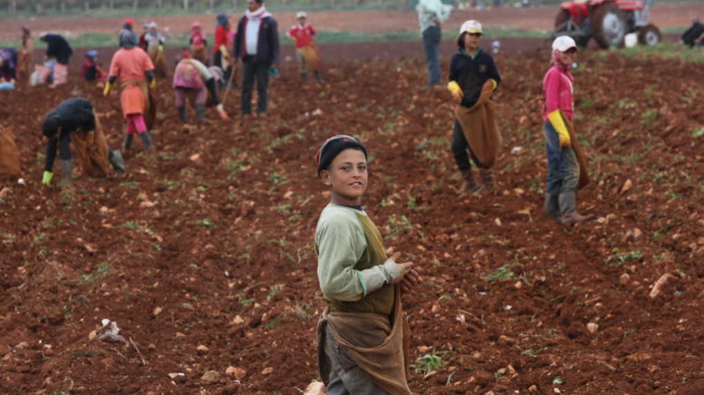 كثير من المحاصيل المحليّة قد تنقطع بسبب تقليص المساحات المروية (بلال جاويش ـ أرشيف)