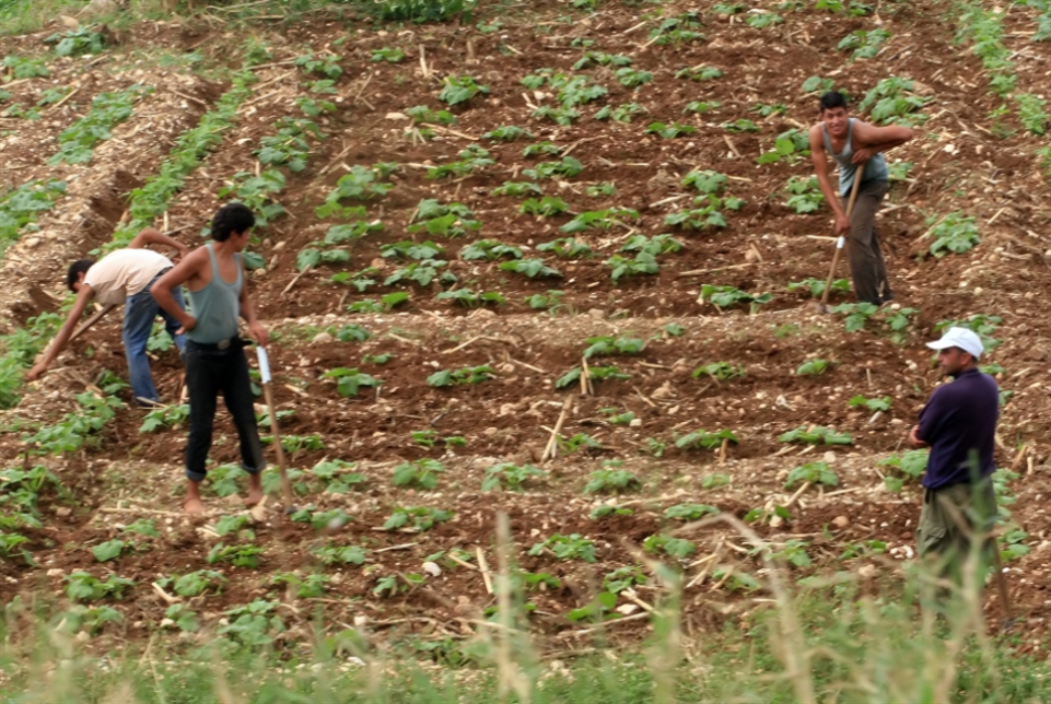 كثير من المحاصيل المحليّة قد تنقطع بسبب تقليص المساحات المروية (بلال جاويش ـ أرشيف)