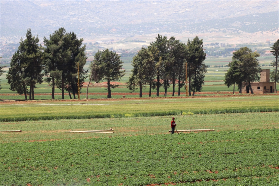 البطاطا والبصل والثوم من الزراعات الأكثر كلفة على المزارعين (الأخبار)