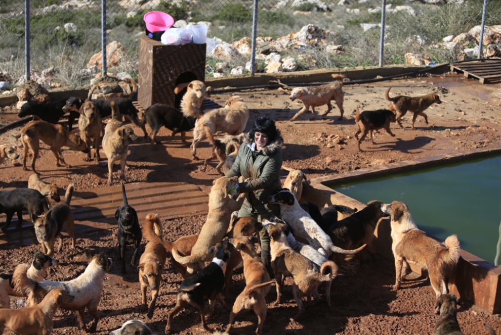 قانون الرفق بالحيوان حبر على ورق: الكلاب الشاردة تغزو الشوارع