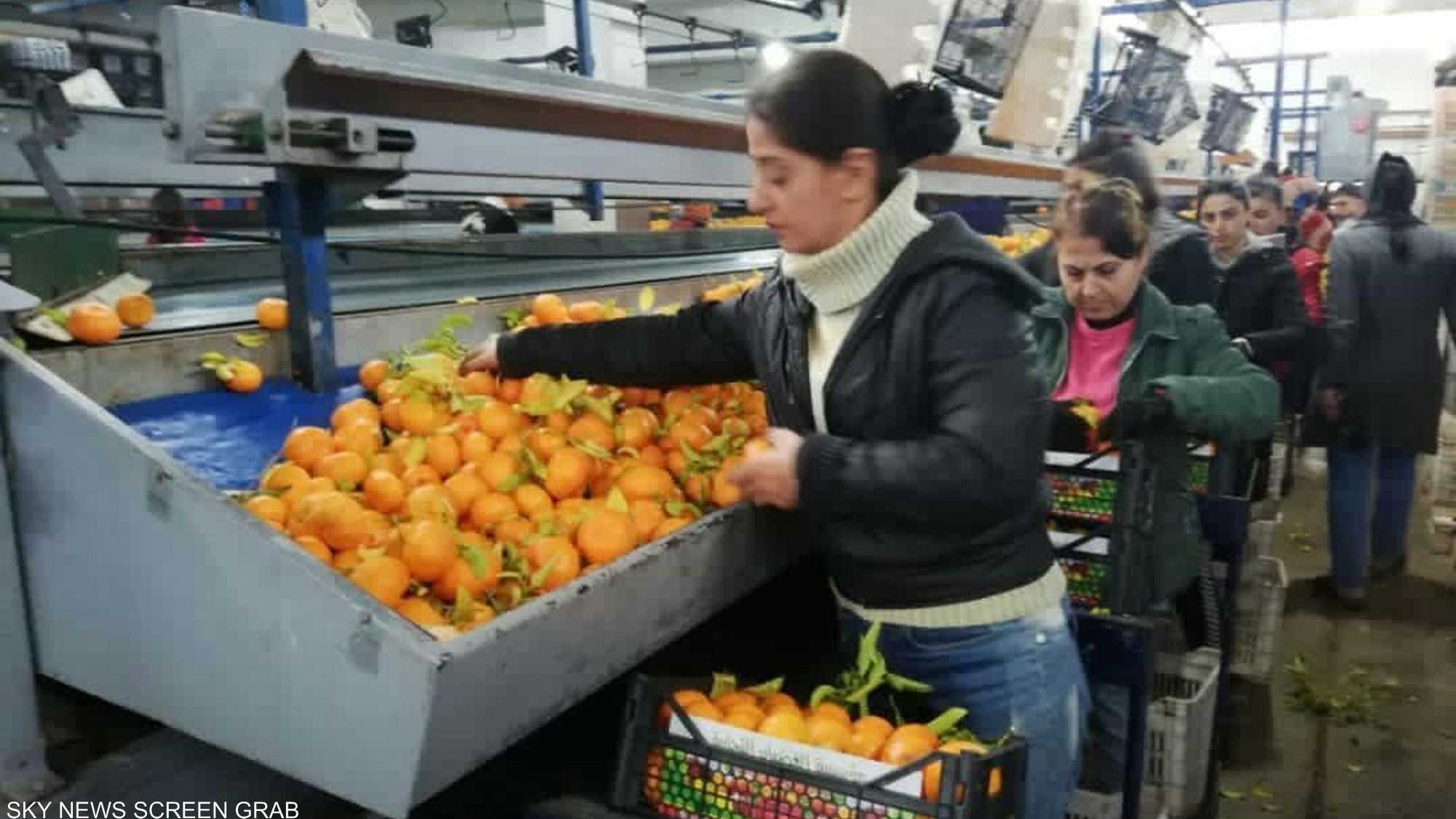 الفواكه السورية مطلوبة إقليميا