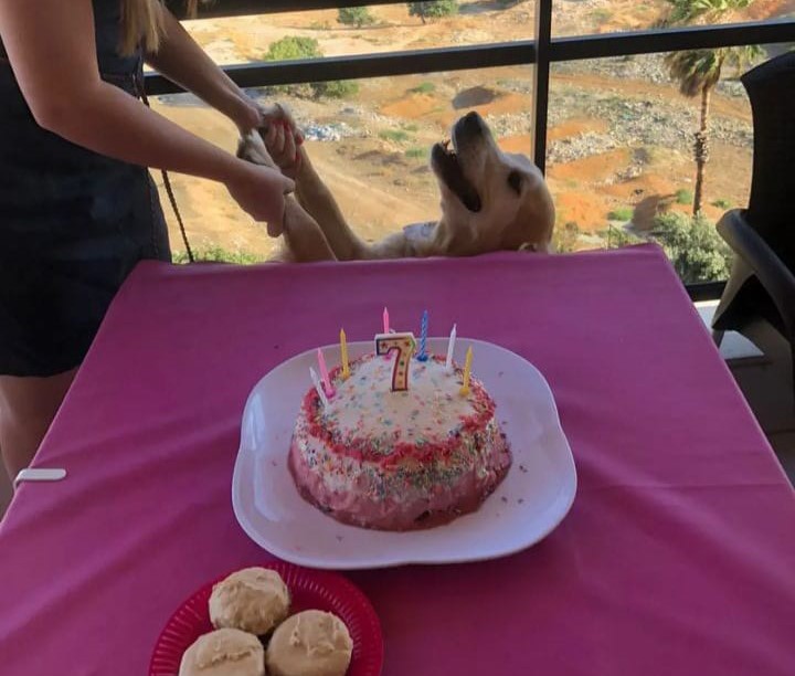 طعام صحي للحيوانات المنزلية