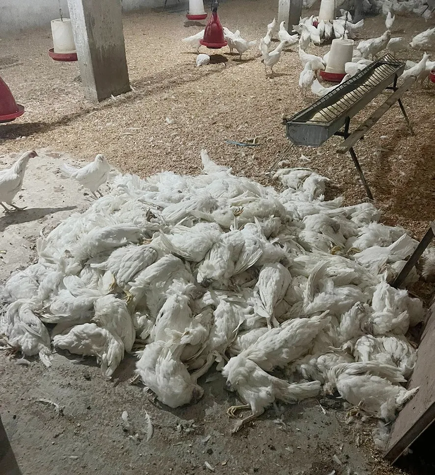 دجاج نافق في إحدى مزارع الدواجن في بلدة عيترون الجنوبية