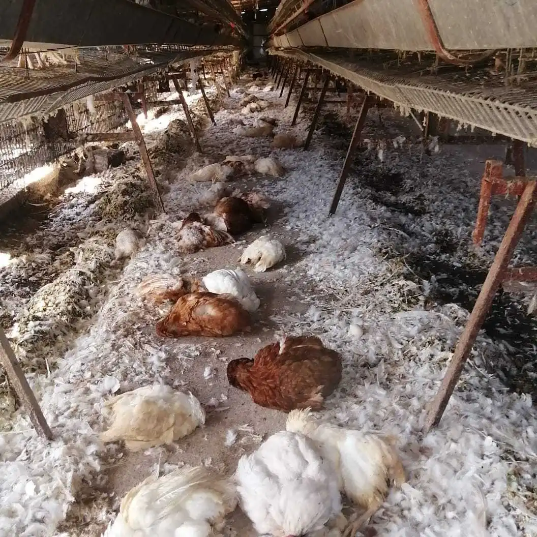 مزرعة سمير جرجور في رميش