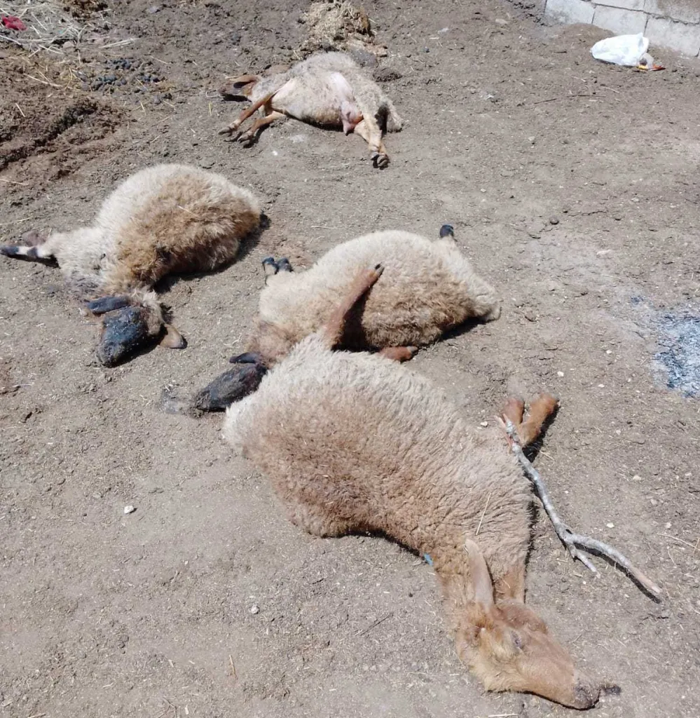 أغنام نافقة في بلدة ميس الجبل