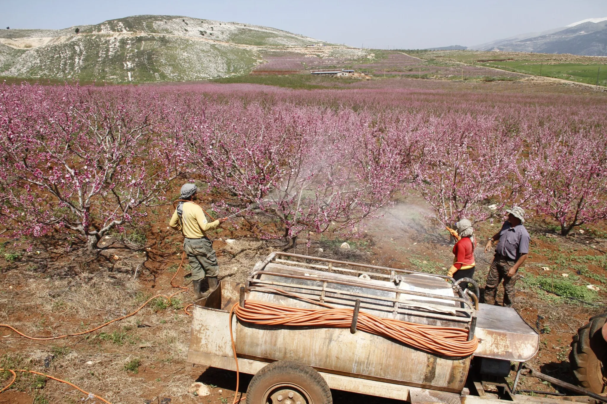 يعتنون بكروم الفاكهة في الوزاني قبل الحرب (الصورة من أرشيف كامل جابر)