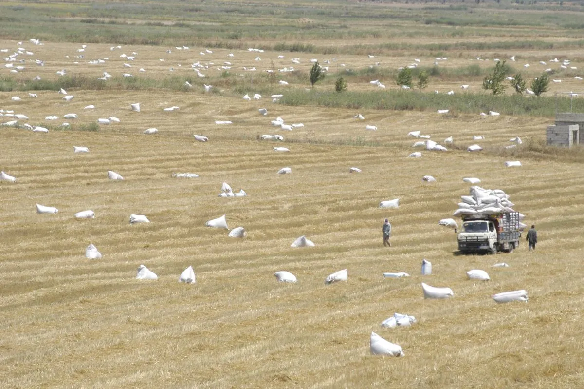 جني المحاصيل في سهل الخيام قبل الحرب (الصورة من أرشيف كامل جابر)