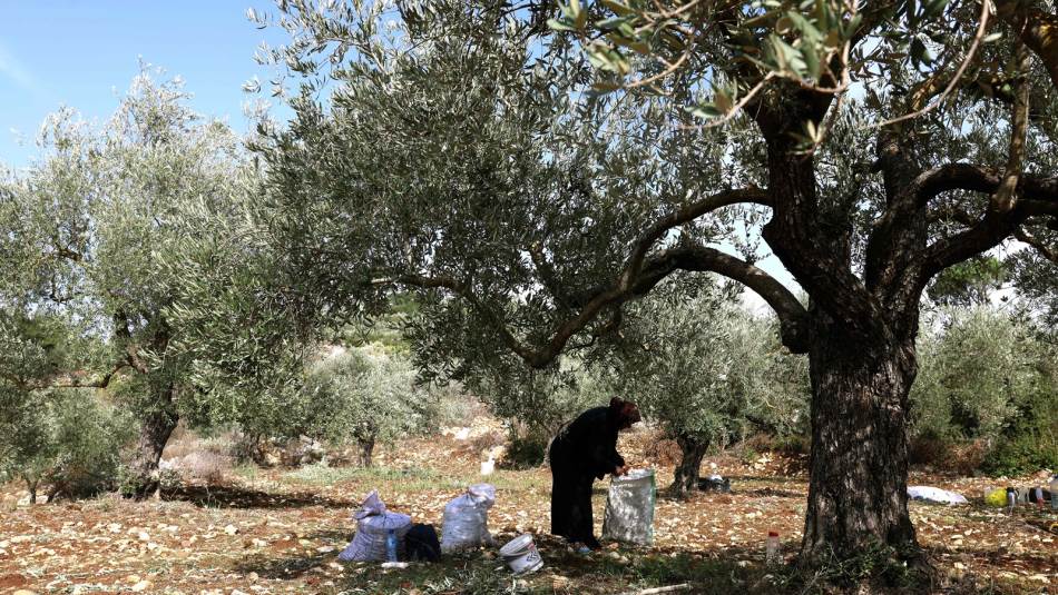 ستؤثر الخسائر جراء أحداث الجنوب على التّحسن التدريجيّ للقطاع الزراعي (Getty)