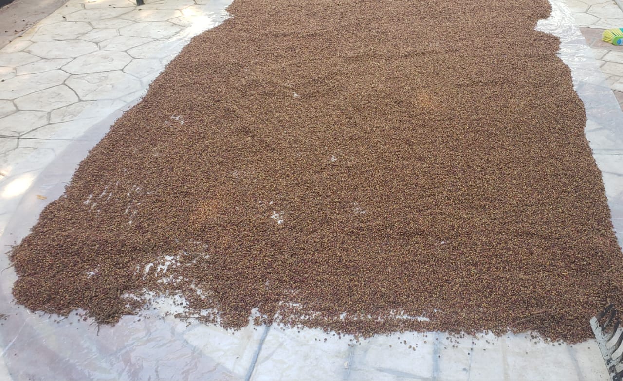 النوعية باب أول، منقاية تماماً من أية أوراق أو عيدان