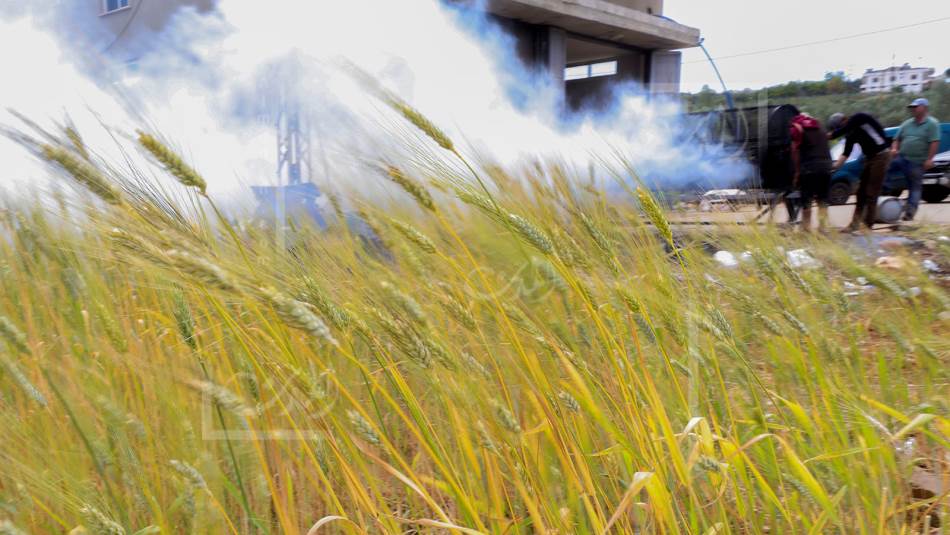 تبقى أسعار المونة في القرى أقل منها في المحال التجارية (علي علوش)