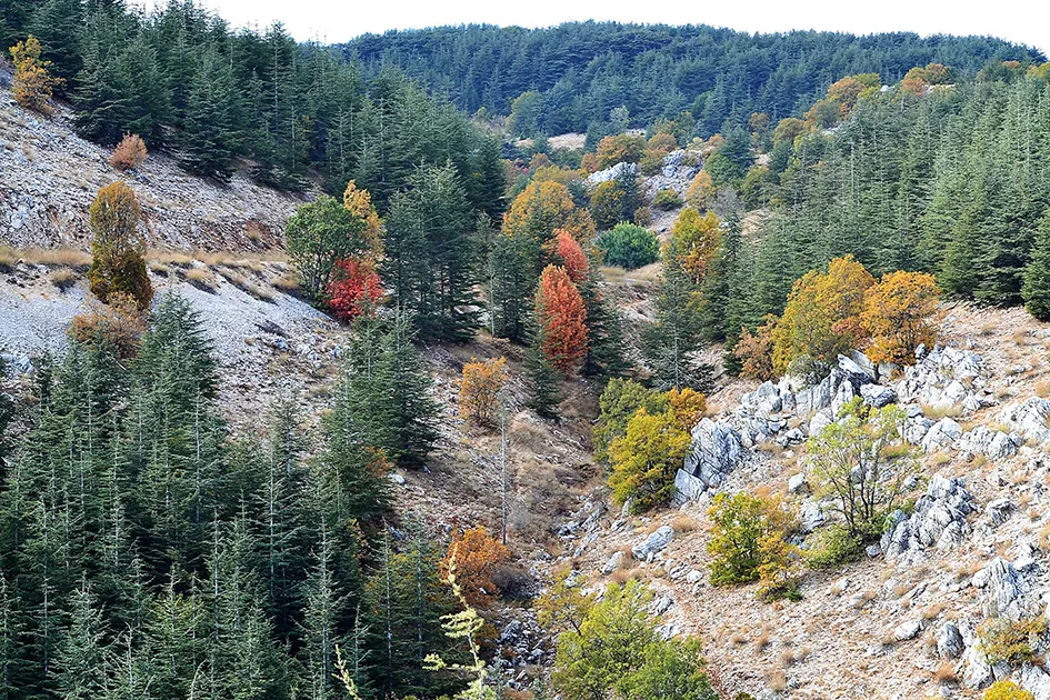 محمية أرز الشوف