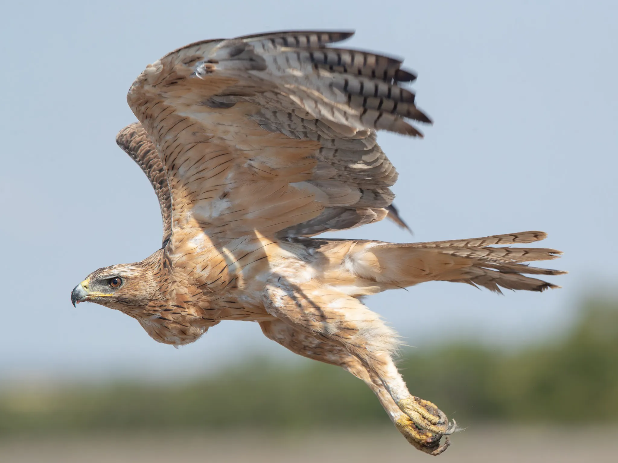 عقاب بونللي