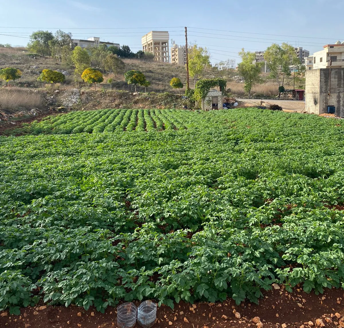 لوحة خضراء لشتول البطاطا في حقل الأستاذ بشروش