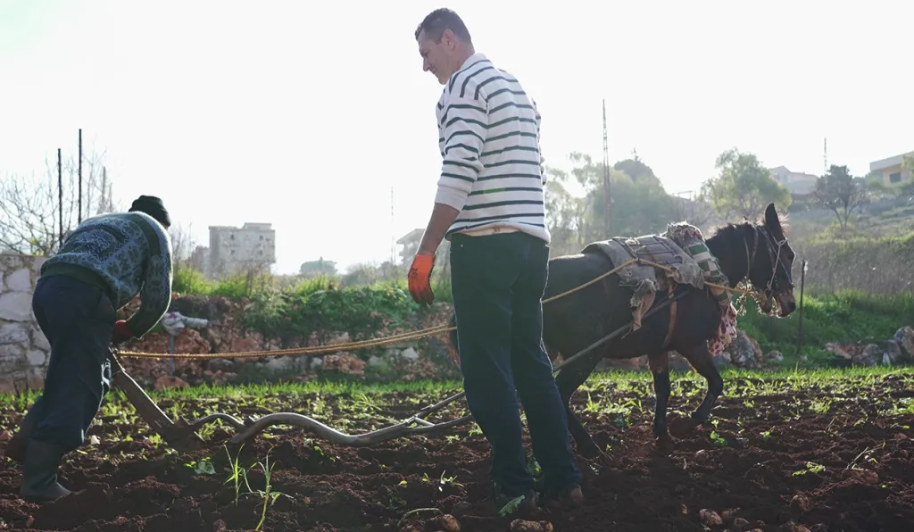 الحراثة على الطريقة التقليدية والتي لا يزال بوشروش يعتمدها