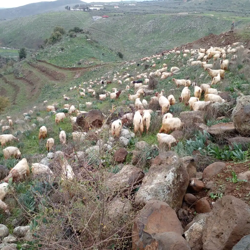 قطيع ماعز في تلال كفرشوبا