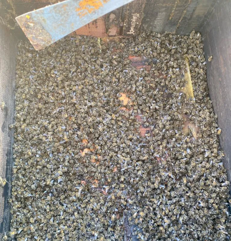 أكثر من 950 قفير نحل أتلفت جرّاء المبيدات الزراعية في الساحل الجنوبي