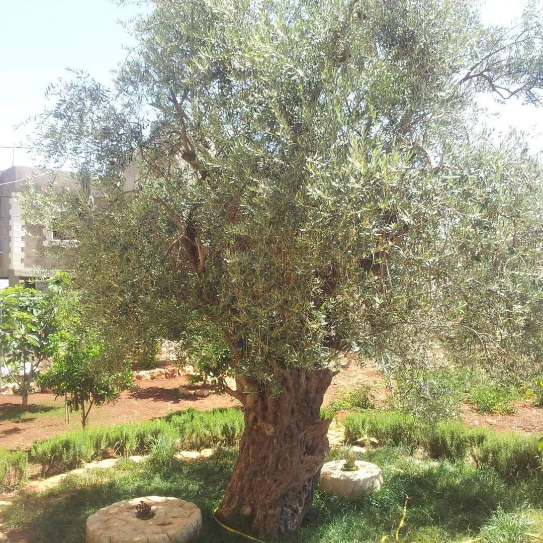 (زيتونة البيت)