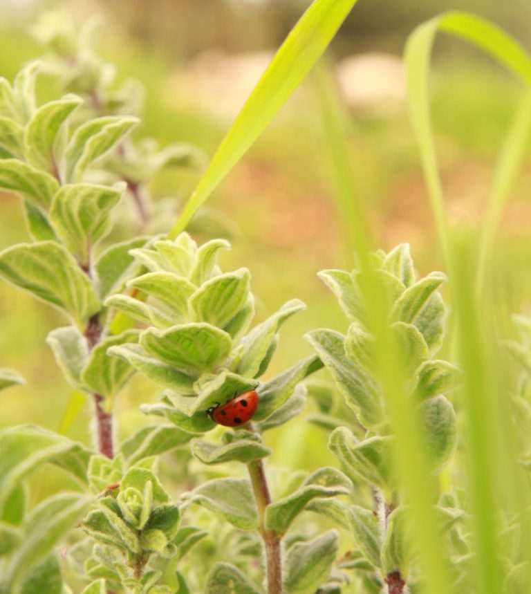 نبتة الزعتر