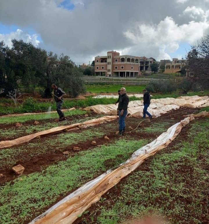مزارعون يهتمون بمشاتل التبغ تمهيدًا لقلعها فيما بعد وزراعتها في الحقول