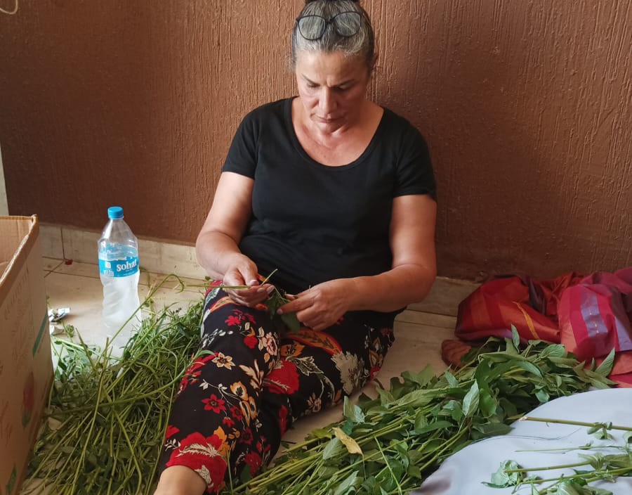 لينا علّيق من يحمر الشقيف أثناء توريق الملوخية