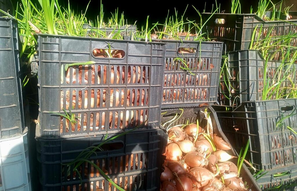 حصاد موسم البصل في شعت مكدّس في المخازن وبدأ يأكله التلف